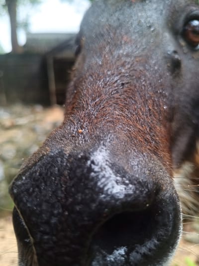 A close-up photograph focuses on the snout of a dog, with the dog’s nostril and black nose filling the foreground. Water droplets are visible on the nose and fur. Behind the dog, in a blurred background, is a structure or building. The image was taken outdoors in the city of Takdat, Thailand.