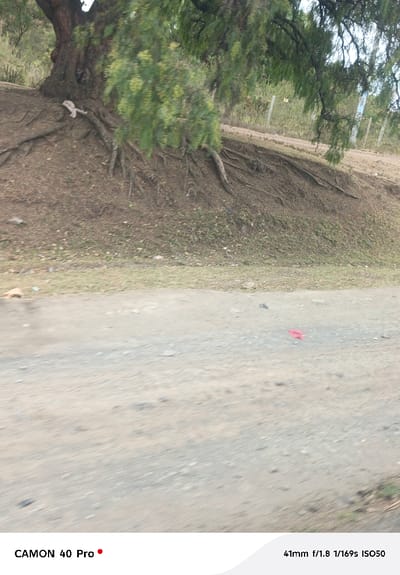 The image displays an outdoor scene located in Naivasha East ward, Kenya, captured with apparent motion blur. The foreground is occupied by a light gray-brown dirt and gravel road, showing scattered small stones and a small, bright red object lying near the center-right. Immediately beyond the road, a dirt embankment rises, covered in sparse green and brown vegetation. A large tree with a thick, dark trunk and extensive, exposed root systems dominates the midground on this embankment. A crumpled, light-colored object, appearing to be fabric or plastic, is visible at the base of the tree's trunk. The tree's green foliage, along with other distant trees and what resemble light-colored fence posts, forms the background. No individuals, animals, or specific actions or interactions are identifiable within the frame.