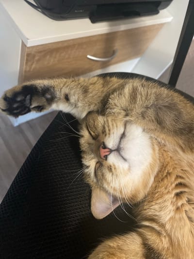 A tabby cat is sleeping on its side, curled up on a black chair. The cat's face is facing the camera, with its eyes closed and its pink nose slightly wrinkled. Its front paw is extended downwards, showing its dark paw pads. The cat's fur is a mix of brown, gold, and black stripes. The background shows a white surface with a wooden texture and a silver handle, suggesting it might be furniture like a desk or a cabinet. The lighting suggests it is daytime, and the overall mood is peaceful and relaxed, capturing a moment of deep sleep. There is no visible text in the image.