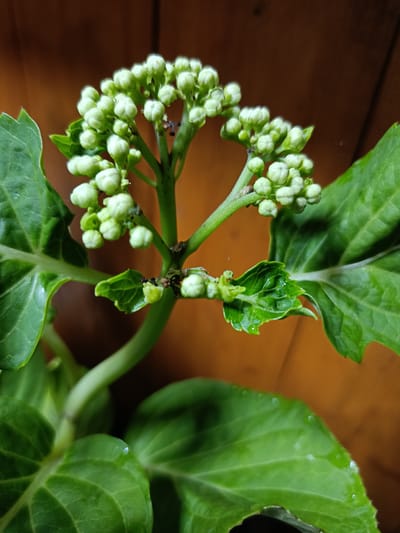 The image shows a close-up of a plant with many small, pale green buds clustered at the top of a stem. The buds are tightly packed and appear to be on the verge of opening. The stem is green and has a few small leaves growing from it. The background is a warm, reddish-brown color, possibly wood. The lighting is soft and diffused, highlighting the delicate details of the buds and leaves. There is no indication of the location in the city of Barkhatovo, Russia.