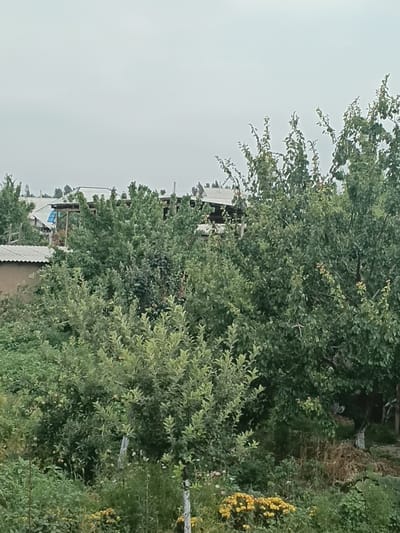 The image depicts a view of houses and trees in a rural setting, likely Uchkun, Kyrgyzstan. The scene is dominated by lush green foliage from various trees and bushes, with some yellow flowers visible on the right side. Several houses with white roofs and some visible wooden structures are nestled amongst the greenery, suggesting a residential area. The sky is overcast and pale, indicating a cloudy day. The perspective seems to be from a slightly elevated viewpoint, looking down and across the landscape. There are no people visible in the frame, and the overall impression is one of a quiet, natural environment. The image's orientation is rotated, with the horizon appearing vertical and the trees extending upwards from the bottom of the frame.