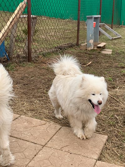 This outdoor image, taken in Stary Chultem, Russia, captures a bright, daytime scene featuring two white, fluffy dogs, likely Samoyeds, in what appears to be a backyard or enclosed outdoor area.
The primary subject is a large, white dog positioned towards the center-right of the frame, looking upwards with its mouth slightly open and its pink tongue extended, suggesting a happy or playful demeanor. Its thick, white fur is prominent, and its paws rest on the ground, with some on a patterned paving stone. The ground beneath the dog consists of dry grass and patches of dirt.
In the bottom right corner, a portion of another white fluffy dog is visible, indicating the presence of a second animal. To the left, a green mesh fence with horizontal metal bars forms the boundary of the enclosure. Behind the fence, there's a simple wooden structure or feeder, in which a red cup with white polka dots is placed. The ground on the far left also shows dry grass and dirt.
The setting appears rustic and functional, with natural elements and simple constructions. There is no discernible text visible in the image. The lighting suggests a clear day, highlighting the dogs' bright fur and the textures of the ground and wooden structures.