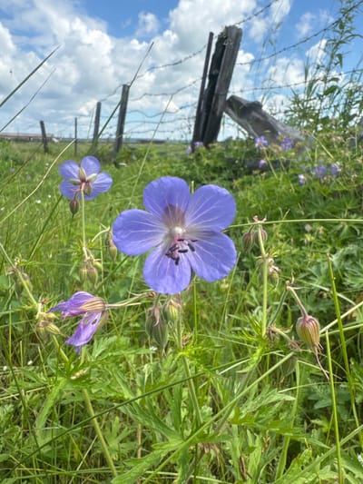 A shallow depth-of-field, eye-level, outdoor shot captures purple flowers in the foreground, with a weathered wooden fence and barbed wire in the blurred background. The scene appears to be in a grassy field near Maksimovshchina, Russia. The focus is on a large purple flower with five petals, showcasing intricate veining and dark stamens. Several buds and smaller purple flowers are also visible, scattered among lush green grass and foliage. The sky above is partly cloudy, with white cumulus clouds against a pale blue expanse. The fence posts are dark and appear aged, with barbed wire strung between them. The overall impression is one of wild, natural beauty in a rural setting.