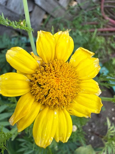 A close-up, top-down view of a bright yellow daisy-like flower is captured in the image. The flower is in focus, with its intricate center composed of numerous small florets. The petals, also a vibrant yellow, show slight signs of wear, with some appearing slightly bruised or faded at the edges. The background is softly blurred, revealing green foliage and hints of a wooden fence in muted tones, suggesting an outdoor setting. The image was taken in the city of Vetluzhsky, Russia. There are no people or animals visible in the frame.