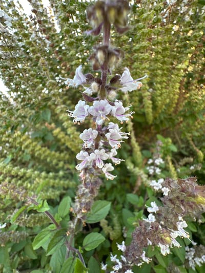 The media file is a close-up, low-angle photograph of a basil plant in bloom. The main subjects are the delicate, pale purple and white flowers arranged in whorls along the top of the plant's stems. These flowers have intricate details, with visible stamens and pistils. The background is a soft blur of green foliage and other parts of the basil plant, some of which are also in bloom with smaller, less distinct flowers. The lighting suggests it is daytime, possibly late afternoon or early morning, given the dappled sunlight creating highlights on the foliage. The scene is natural and appears to be outdoors, likely in a garden or a wild growing area. There are no people, objects, or visible text in the image. The overall impression is one of natural beauty and the intricate details of plant life. The location context is Givat Shmuel, Israel, which implies a Mediterranean climate, fitting for a basil plant.