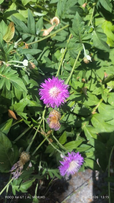 This is a close-up photograph of purple cornflower blossoms amidst green foliage. One prominent purple flower is in sharp focus in the center of the frame, with its spiky petals fanned out around a white center. Below it, a dried, faded brown flower head droops on its stem. Another purple flower, partially blurred, is visible in the lower right quadrant. The surrounding leaves are a vibrant green, with some brown, dried leaves also present. The lighting suggests it is a sunny day, casting shadows through the leaves. The image includes a timestamp and a model identifier in the bottom left corner: "POCO X4 GT | AL MORIKO" and "25.06.2026 13:15". The location context provided is Bender, Moldova.