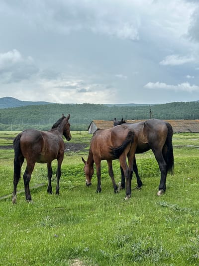In Abzakovo, Russia, on a cloudy day, three brown horses are grazing in a grassy field. The horse on the left is facing right, while the horse in the middle is facing away from the camera, with its head down grazing. The horse on the right is also facing away from the camera, with its rear end visible. In the background, there are some buildings with tiled roofs and a forested hill under a cloudy sky. The ground is covered in green grass, with some patches of mud and sparse white flowers.