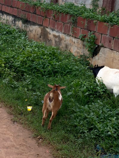 A high-angle view shows two goats grazing in Ijegun, Nigeria. One goat is white with black markings on its face and legs, partially obscured by lush green vegetation. The second goat, a lighter brown color, stands apart with its back facing the viewer. The goats are positioned on a patch of thick green foliage adjacent to a brick wall, covered in vines. A dirt path is visible to the right of the frame. There is also a small discarded yellow wrapper on the ground.