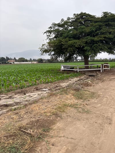 A landscape featuring a tree in the foreground, adjacent to a white fence. Beyond the fence lies a green field of crops, potentially corn, extending into the distance. A dirt path runs along the right side of the scene. In the background, there are buildings and hills visible beneath a cloudy sky. The image is associated with Aucallama, Peru.