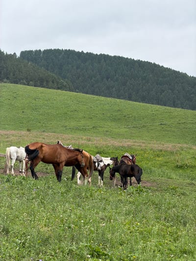 The image depicts a group of horses in a grassy, hilly landscape near the city of Kaindy, Kyrgyzstan. In the foreground, several horses are gathered on a patch of dirt and grass. There is a white horse on the left, a brown horse with its tail to the viewer, and a dark brown or black horse to the right, some with saddles on their backs. The middle ground features a lush green, rolling hillside dotted with small pink and yellow wildflowers. In the background, a dense forest of dark green coniferous trees covers the crest of a hill, meeting a pale, overcast sky. The scene is natural and rural, suggesting an outdoor excursion or a stable in the Kaindy region.