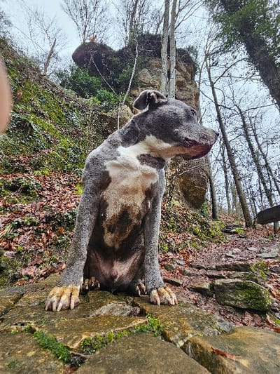 A blue-grey and white short-haired male dog, consistent with a Pit Bull type breed, is depicted sitting on a moss-covered stone path in a wooded area in Waldbillig, Luxembourg. The dog is positioned centrally, facing slightly right and upward, with dark brown dirt or matted fur visible on its chest and lower body. Its front paws rest on irregular, flat stones partially covered with green moss. To the right, the stone path continues uphill, composed of similar stones and covered with wet, brown fallen leaves. The immediate environment includes a steep, mossy embankment with sparse green foliage and bare deciduous trees on the left. In the background, prominent light brown sandstone rock formations rise, interspersed with numerous bare deciduous trees and some evergreen vegetation. An unidentified small, reddish-brown object rests atop a distant rock formation in the upper left background. The sky is overcast.