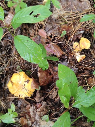 A top-down, eye-level shot captures a forest floor scene in Цярухскі сельскі Савет, Belarus. The ground is covered in a dense layer of dry brown leaves, pine needles, and twigs, suggesting a wooded area. Several vibrant green leaves, some with visible holes, emerge from the forest floor, indicating new growth or undergrowth. Scattered amongst the detritus are small, bright yellow mushrooms. One mushroom in the lower left of the frame is particularly prominent, with a distinct wavy cap. Other clusters of these yellow mushrooms are visible in the upper right quadrant of the image, some appearing slightly paler. The overall impression is a natural, damp environment, likely after a rain, given the slight sheen on the leaves. No people or animals are present.
