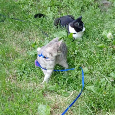 In a grassy outdoor setting, two cats are visible. One cat is black and white with a white chest and face markings. It is lying down in the grass, with its head turned to the right. The other cat is gray with black stripes, wearing a blue and purple harness. This cat is in a crouched position, appearing to be in motion, with its head down and body angled forward. A black leash is visible extending from the black and white cat and a blue leash is attached to the harness of the gray cat. The environment is filled with lush green grass and some scattered plants, suggesting a natural or park-like location. The lighting suggests it is daytime, and the presence of grass and plants indicates a temperate climate. The overall scene appears to be a moment of outdoor activity or exploration for the two cats.
