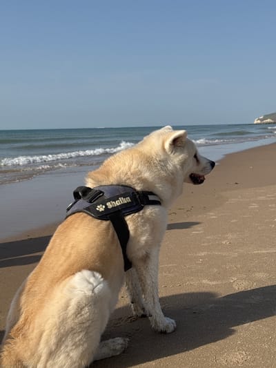 A fluffy white and tan Akita dog stands on a sandy beach near the water's edge. The dog is wearing a blue harness with "Shaika" and paw prints embroidered in white lettering. The dog's head is tilted back, and its mouth is open, appearing to be barking or howling towards the sky. The scene is set on a beach with gentle waves lapping at the shore. The sand is a light tan color, with some small pieces of seaweed scattered on it. The sky is a clear, bright blue, indicating a sunny day. The sun casts a long shadow from the dog across the sand. The location is Wissant, France.