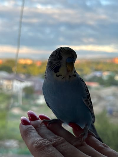 A blue budgerigar perches on a hand with red-painted fingernails. The bird faces slightly away from the camera, with its head turned to look at the viewer. The background shows a blurred city scene with buildings and trees under a cloudy sky. The image appears to be taken indoors, with the bird on a windowsill. The approximate location of Urozhainyi, Russia is indicated.