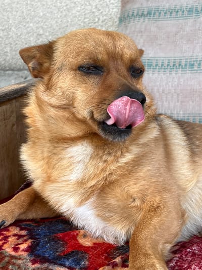 A medium shot captures a tan-colored dog with its tongue sticking out, licking its nose. The dog is lying down on a red and blue patterned rug. The background consists of a wall and a portion of a patterned cushion. The lighting suggests an outdoor setting or a well-lit interior. The specific location in Ilavche, Ukraine, is not discernible from the image.