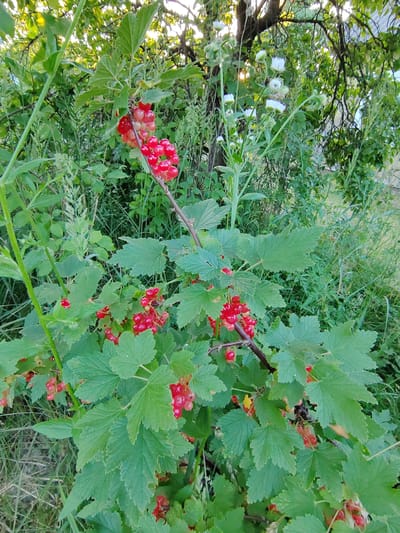A cluster of red currants hangs from a leafy branch of a currant bush, situated in an outdoor, natural setting that appears to be a garden or wild area. The bush is lush with green, serrated leaves, and more red currants are visible on other branches, some in bunches and others individually. In the background, other vegetation, including tall green grasses and some white flowers with thin petals, creates a dense, natural backdrop. Sunlight filters through the leaves and branches from the upper right, illuminating the scene. The overall impression is one of ripe, edible berries in a verdant, overgrown environment. The location is identified as Воўчынскі сельскі Савет, Belarus.