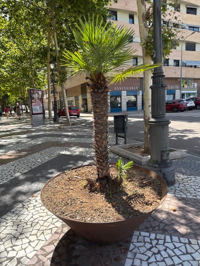 The image shows a palm tree in a large metal planter on a sidewalk in Gandia, Spain. The sidewalk is decorated with a mosaic pattern of light and dark tiles. In the background, there are buildings with awnings and balconies, trees, and parked cars. A street lamp and a trash can are also visible. There are a few people walking in the distance. The scene is illuminated by sunlight, casting shadows on the ground.