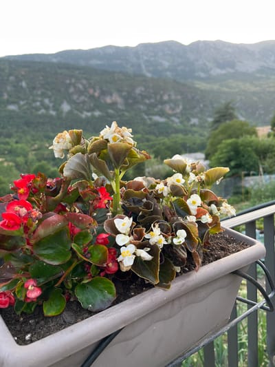A close-up shot captures a planter filled with red and white begonia flowers. The planter is made of light brown plastic and is supported by a dark metal railing, suggesting it's on a balcony or terrace. In the background, lush green trees and distant mountains create a scenic backdrop, hinting at a location outside a dense urban area. The sky above is a pale, hazy white, and the lighting suggests it could be late afternoon or early morning. The scene is tranquil and focuses on the natural beauty of the flowers and the surrounding landscape. The location of Chía, Spain, is identified, adding a specific geographical context to the image.