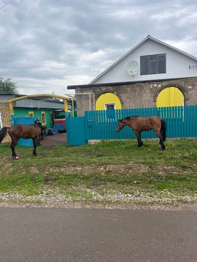 The image depicts a scene in the city of Oktyabrsky, Russia, featuring two brown horses in a grassy, unpaved area adjacent to a residential property. In the background, a one-story house with a white gable roof is visible, featuring a satellite dish and a multi-paned window. The house is attached to a structure with two arched doorways painted bright yellow. A turquoise wooden fence separates the grassy area from the property. A person in dark clothing is standing near the entrance to a green building, which appears to be part of the residential complex, interacting with one of the horses. A yellow pipe runs overhead across the scene, connecting different structures. The ground in the foreground consists of asphalt, transitioning to gravel and then grass. The sky is overcast with clouds.