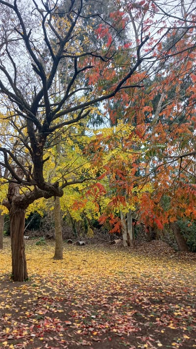 The image depicts a park in the city of Berisso, Argentina, during autumn. A large tree with a gnarled trunk stands prominently in the foreground, its bare branches stark against a background of trees ablaze with fall colors. To the left, the tree has predominantly yellow foliage, while to the right, another tree displays vibrant red and orange leaves. The ground is covered with a thick carpet of fallen leaves in shades of yellow, red, and brown. In the background, several cylindrical objects, possibly logs or drums, are scattered among the trees and foliage. The sky is overcast, contributing to the muted, diffused light of the autumn day. The scene is devoid of people, emphasizing the natural environment and the seasonal transition.