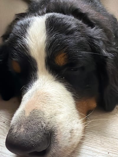 This close-up media file features the face of a Bernese Mountain Dog, lying on a light-colored, textured surface that appears to be a wooden floor. The dog is oriented upside down, with its head and snout prominently displayed. Its fur exhibits the breed's characteristic tri-color pattern: black, white, and tan. A white stripe runs down the center of its snout, bordered by black and tan markings on either side of its face. The dog's nose is dark and appears wet, with several fine, light-colored whiskers protruding from the muzzle area. Fine, almost translucent hairs are also visible scattered across the white fur. The lighting suggests it is daytime, but no specific time can be determined. The overall impression is one of a peaceful, resting animal in a domestic setting, likely indoors in Nakhabino, Russia. There is no visible text in the image.