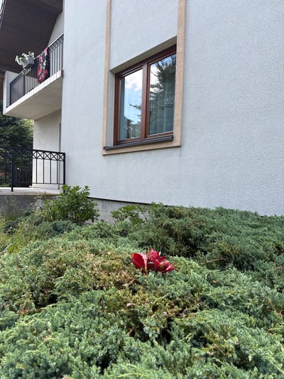 The image shows a close-up view of a residential building's exterior, specifically a section of the facade and the surrounding greenery. The building wall is light gray with a textured finish, accented by a vertical beige trim. A brown-framed window with visible reflections of trees and sky is present on the wall. To the left, a white balcony with a black metal railing is partially visible, with a potted plant and a colorful textile hanging over the railing. Below the balcony, a black metal fence encloses a concrete walkway. The foreground is dominated by dense, low-lying green evergreen shrubs, possibly juniper, which fill the lower half of the frame. Nestled within the greenery, a single bright red flower, likely a tulip or a similar bulbous plant, is in bloom. The overall scene suggests an outdoor residential setting in Strzyżowice, Poland, characterized by a well-maintained garden against a modern building structure.