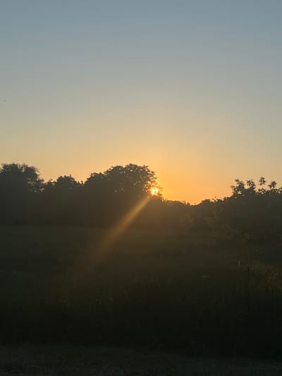 An outdoor, vertical, full shot captures a scene of a grassy field with trees silhouetted against a gradient sky of pale yellow and light blue. The sun, partially obscured by the trees, is visible in the upper center of the image. Sunbeams emanate from the sun, casting a diagonal shaft of light across the darker middle ground of the image. The foreground is a dark, blurred expanse of grass, and the background consists of a dense line of trees. The image appears to have been taken during sunrise or sunset. The location is a field in the town council of Dubăsari, Moldova.