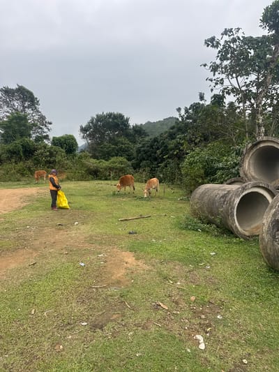 A cloudy day showcases a green field with grazing cows. A person wearing a yellow garment stands in the field. Large concrete pipes rest on the grass at the edge. Trees and a distant mountain are visible in the background. The ground near the person appears partially dirt. Some garbage is scattered on the ground.