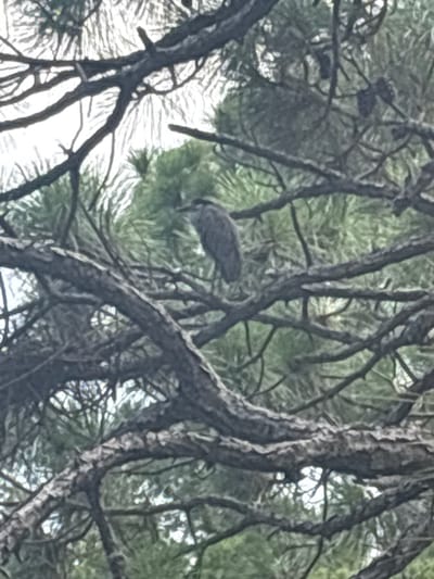 A juvenile black-crowned night-heron is perched on a thick branch of a pine tree. The bird is facing to the right, with its head slightly turned, revealing its beak. The heron's plumage is mottled brown and white, characteristic of a juvenile. The tree branches are dark and textured, and the background consists of blurred green pine needles and bright white sky. The image appears to be taken outdoors in Delray Beach, Florida, United States, likely in a natural area or park.