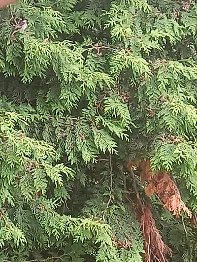 A close-up, medium-angle shot captures a dense green coniferous tree, possibly a cedar or cypress, with a portion of a bird perched on a branch in the upper left quadrant. The tree foliage is lush and vibrant green, with some branches displaying a reddish-brown, dried-out appearance in the lower right section. The bird, small and speckled with brown and white markings, is partially obscured by the leaves. The background is a blur of green and dark shadows, indicating a natural outdoor setting. No specific location in Verkhnii Lars, Russia, can be determined from the visual information provided.