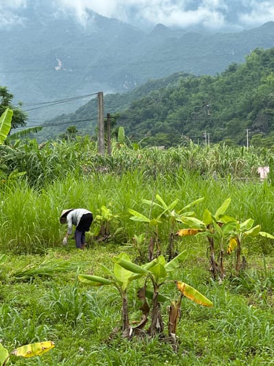 An individual wearing a conical hat and gloves is harvesting tall grass in a field in Mai Chau, Vietnam. They are bent over and using a tool to cut the grass, which is piled up beside them. In the foreground, several young banana trees are visible. The middle ground is filled with dense, tall green grass, and further back, there are rows of what appear to be sugar cane plants. The background features lush green, misty mountains with power lines and utility poles running across the landscape. The sky is overcast.
