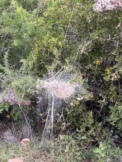 The image shows a patch of mixed vegetation, possibly located in the city of George, South Africa. The dominant plants appear to be low-growing shrubs and grasses. A dense cobweb structure is centrally positioned, encompassing portions of the shrubs. The cobweb has a concentrated, dense, and somewhat spherical center. The surrounding environment includes dry leaves and grass.