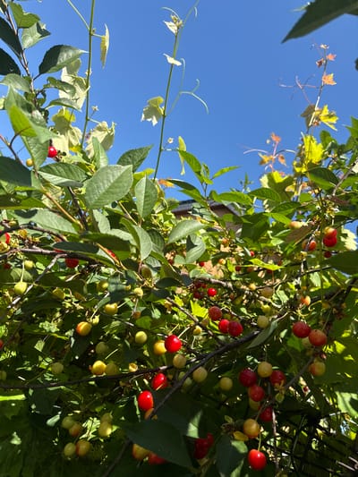 An eye-level, close-up, outdoor shot captures a cherry tree in bloom against a clear blue sky. Numerous bright red and yellowish-green cherries are visible, hanging from branches laden with dark green leaves. The tree is situated in a residential backyard in the city of Bad Oeynhausen, Germany, as indicated by the roofline of a house visible in the background. Sunlight filters through the leaves, creating dappled shadows on the fruit and foliage. The scene is devoid of any human presence.