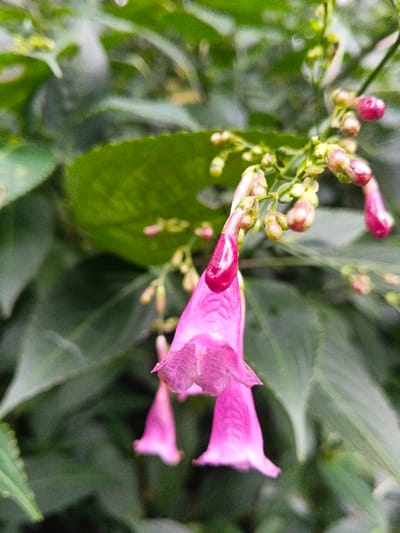 The image displays a close-up, vertical composition focusing on three pink, tubular, bell-shaped flowers and numerous accompanying buds, against an out-of-focus green foliage background. The primary subject is a magenta-pink flower, positioned slightly left of center, hanging downwards. This flower exhibits a defined, lighter pink, flared opening at its base and a prominent, darker magenta-colored droplet at its closed upper tip. Two additional similar, but less distinct, pink flowers are visible behind and below the main subject. Above and to the right of the central flowers, multiple small, ovoid buds, with pink tips and green bases, are clustered along slender stems. The background consists of blurred, dark green leaves with visible veins and occasional minor surface irregularities, indicating a natural, outdoor botanical setting. There are no human subjects, identifiable animals, or man-made objects present. The image lacks any specific architectural or geographical markers to confirm its location within Tây Ninh, Vietnam.