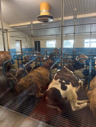 This media file captures the interior of a dairy barn or cattle shed, likely located in Reykjahlíð, Iceland. The scene shows multiple cows housed in individual stalls, arranged in rows.

The primary subjects are several cows, displaying various coat patterns including brown, white with brown patches (pied), and brindle (striped brown). Some cows are standing, while others appear to be lying down, suggesting they are either feeding or resting within their designated spaces. They are contained by blue metal stanchions or headlocks, which separate them and provide access to hay, visible as bedding or feed in front of some animals. The floor beneath the cows features metal grates, likely part of a system for waste management.

The barn structure features a corrugated metal ceiling, supported by metal beams and pipes running across the expanse. Natural light filters in through several rectangular windows positioned high on the walls, complemented by artificial fluorescent lighting strips. A large, cylindrical yellow ventilation fan is prominently mounted on the left side of the ceiling, indicating an air circulation system.

There is no visible human activity or specific event taking place beyond the general presence of cattle in their stalls. The lighting, a mix of natural and artificial, suggests it is daytime indoors. No discernible text is visible within the image.