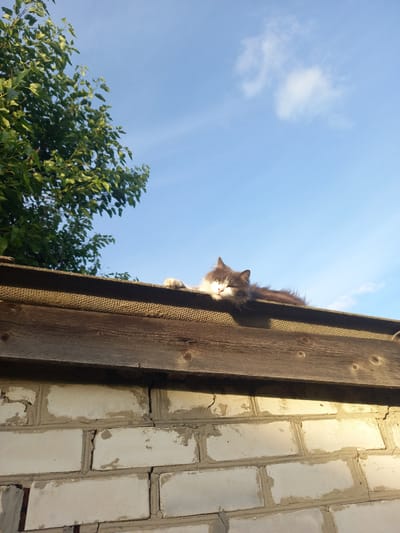 In Vatutine, Ukraine, a fluffy, long-haired cat with gray and white fur is resting on the edge of a weathered wooden structure. The cat is positioned horizontally, with its head facing left and its body extending to the right. Its eyes are closed, and its face is illuminated by sunlight. The structure appears to be part of a rooftop or a fence, made of rough-hewn wood with visible grain and knots. Below this wooden element is a brick wall, constructed from light-colored bricks with visible mortar lines and signs of wear. In the background, a clear blue sky is visible with a few wispy white clouds. To the left, the branches and green leaves of a tree extend into the frame, silhouetted against the sky. The lighting suggests it is either early morning or late afternoon.