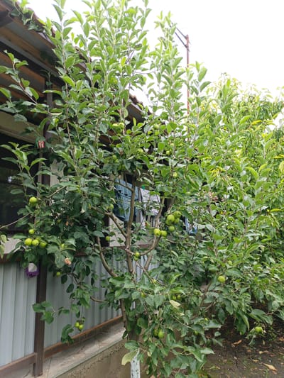 An outdoor, eye-level shot captures a young apple tree laden with small, green apples, positioned in front of a weathered, light-colored metal fence and a building with a brown, corrugated roof. The tree's branches, some of which are supported by thin, brown stakes, are densely packed with vibrant green leaves, creating a lush canopy. A few articles of clothing, including what appears to be a blue garment, are draped over a line strung between the tree and the building. To the right of the apple tree, other trees with dense foliage are visible, indicating a garden or orchard setting. The ground is covered with dark soil and scattered dry leaves. The sky is overcast and bright. The location is identified as Velikovechnoye, Russia.