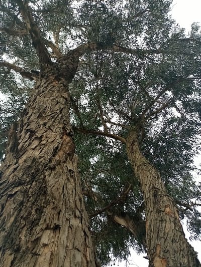 Two towering trees dominate the view, their thick, deeply textured bark prominently displayed. The trees stretch upwards, their branches reaching towards the sky, creating a dense canopy of green leaves. The perspective is from below, emphasizing the height and majesty of the trees. The overall tone is naturalistic and serene.