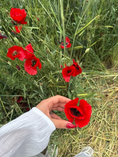 The image depicts a hand, with red-painted fingernails, holding a bright red poppy flower in a field of green grass and other poppies. The hand is partially visible, with the arm covered by a white, textured sleeve. The background consists of a natural, outdoor environment with blurred greenery, suggesting a rural or park setting. The bottom portion of the image shows a glimpse of a person's foot in a grey sneaker, indicating their presence in the scene. The overall impression is one of natural beauty and a person interacting with the flora. The location is specified as Jrashen, Armenia.