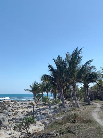 A scenic coastal view displays a rocky beach edged by turquoise ocean waters under a clear blue sky. Several palm trees line the transition from beach to land, their trunks leaning slightly, with foliage gently swaying. A path curves alongside the trees, bordered by low-lying vegetation and a few scattered rocks. The overall scene depicts a tranquil and natural tropical setting.
