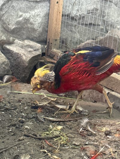 The image shows a golden pheasant, a bird species native to China but also found in captivity and introduced populations in other parts of the world. The pheasant is predominantly red, with a striking golden crest and darker blue and green plumage on its wings and tail. It is positioned near some rocks and dirt, with scattered feathers on the ground. The bird appears to be in an outdoor enclosure or a naturalistic setting, possibly an aviary, indicated by a wire mesh fence on the left side of the frame.
The lighting suggests it is daytime, and the image is taken from a slightly elevated angle looking down at the bird. The ground is a mix of soil, small stones, and dry vegetation, consistent with an outdoor environment. There is a wooden plank above the bird, which could be part of the enclosure structure. The pheasant's head is turned, and its eye is clearly visible, giving the impression it is alert. The overall scene is one of a bird in its habitat. There is no visible text in the image.