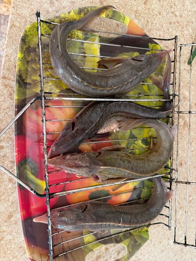 Four sturgeon are laid out on a grill rack. The grill rack is on top of a colorful tray that appears to depict vegetables such as bell peppers and broccoli. The tray and rack are situated on a speckled countertop. The image appears to be taken from above, looking down at the fish. The location is outdoors in Каменка, Russia, where it is likely warm enough to be grilling fish. The sturgeon are dark gray to brown and appear to be whole, with heads and tails intact. The skin of the fish is slightly shiny, indicating they may have been oiled or are freshly caught. The arrangement of the fish suggests they are prepared for cooking.