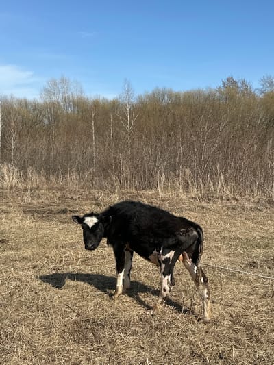 A black and white cow is captured in a rural outdoor setting, standing in a field of dry, light brown grass. The image is oriented vertically, showing the cow from its left side and slightly from the rear. The animal is in the process of giving birth, with the front hooves and lower legs of a calf distinctly visible protruding from its rear end.
The cow's coat is primarily black, with white markings including a blaze on its forehead and patches on its legs. Its head is turned towards the right, and its body appears strained, indicating the effort of labor. Behind the cow and the dry field, a dense line of bare deciduous trees extends across the middle ground, suggesting either early spring or late autumn. Above the treeline, a clear, bright blue sky fills the upper portion of the frame.
Bright sunlight illuminates the scene, casting sharp, elongated shadows of the cow onto the parched ground, indicating midday or early afternoon. The ground cover consists solely of dry, matted grass. No other animals, people, or structures are visible. The scene depicts a natural event in a stark, undeveloped landscape in Савиново, Russia. There is no visible text.