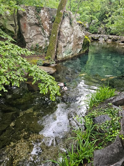 The image captures a tranquil scene in Алупкинский городской совет, Ukraine. A body of clear water, appearing to be a pond or stream, is surrounded by natural elements like large rocks covered in moss and green foliage. Several fish, likely koi, are visible swimming in the water. The surface of the water is disturbed by rain, indicated by numerous concentric ripples. Two ducks are present in the water. The overall scene evokes a sense of peacefulness and natural beauty.