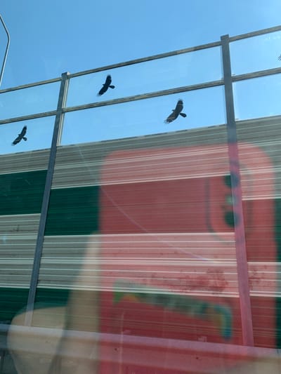 The image displays a clear blue sky with four silhouetted birds in flight against a reflective, semi-transparent barrier. The barrier is made of horizontal panels, with the top section appearing clear and the lower section featuring alternating green and white horizontal stripes. A red and tan reflection of an object, possibly a vehicle or building, is visible on the lower part of the barrier. The scene is viewed through a transparent surface, likely a window, which shows some distortions and reflections. The overall impression is of a barrier in an outdoor setting, possibly alongside a road or open area, with birds flying above. No specific location in Гацукоўскі сельскі Савет, Belarus is identifiable from the visual information present in the image.