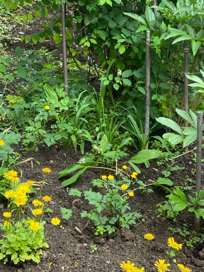 The image depicts a close-up view of a garden bed with dark soil and various green plants and small yellow flowers. Several vertical metal stakes are visible throughout the garden, appearing to support some of the foliage. In the foreground, a cluster of bright yellow, daisy-like flowers with fringed petals is prominent. Scattered among the greenery are other smaller yellow flowers, some with single petals and others in small clusters. The leaves of the plants vary in shape and size, with some being broad and elongated, while others are delicate and compound. The overall impression is one of lush, natural growth within a garden setting, likely in Yuzhno-Sakhalinsk, Russia, given the context. There are no people or animals visible in the image.