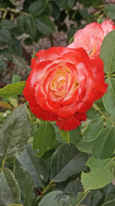 A close-up, vertical shot captures a bi-colored rose in full bloom, its petals transitioning from a vibrant red at the edges to a soft yellow and white towards the center. The rose is surrounded by lush green foliage, with other blurred pink and red roses visible in the background, suggesting a garden setting. The lighting appears natural, casting soft shadows and highlighting the delicate texture of the petals. The image is sharp and detailed, focusing on the intricate patterns of the rose's unfurling petals. The overall scene evokes a sense of natural beauty and tranquility, likely a photograph taken outdoors in a garden or park. There is no indication of the city of Magala, Moldova, or any specific geographical markers within the image.