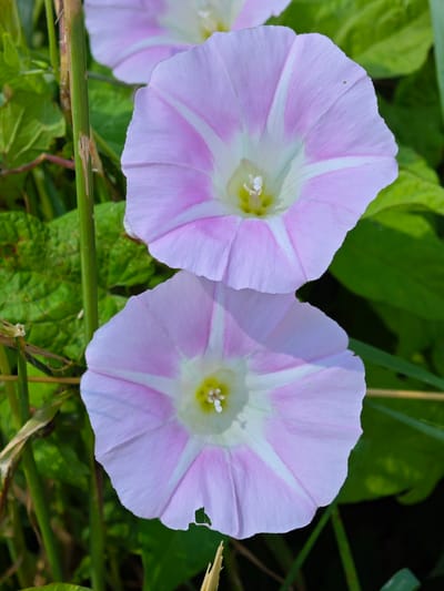 Two pink and white funnel-shaped flowers are in focus in the foreground, with their petals unfurled. The flowers have white centers and radiating pink stripes. In the background, out of focus, are green leaves and a thin, green stem. The image appears to be taken in natural light, suggesting it is daytime. The scene is outdoors, with vegetation suggesting a natural setting like a garden or field. No people or text are visible. The location is identified as Zaklinye, Russia.