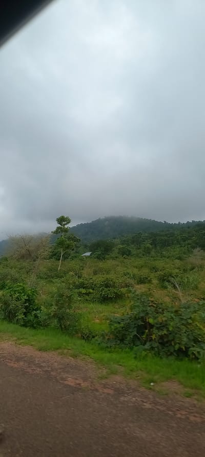 The image depicts a landscape scene from Gu, Nigeria, characterized by lush greenery and rolling hills under a cloudy sky. A dirt road runs along the bottom of the frame, with grass and various bushes lining its edge. Further into the scene, a dense forest covers the hills, with a small building with a grey roof visible amongst the trees. The sky is overcast with heavy clouds, giving the scene a muted, possibly rainy atmosphere. A lone tree with a distinctive shape stands prominently in the mid-ground. The overall impression is one of natural beauty and a remote, rural setting.